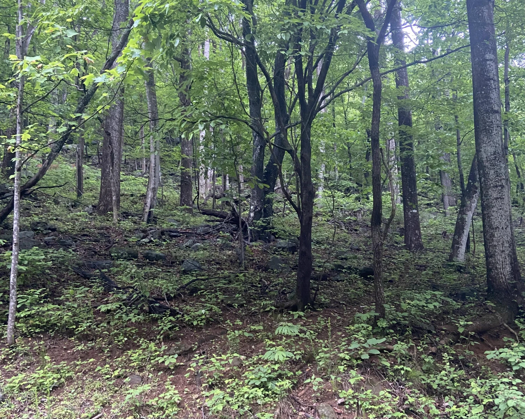 0 Sawmill RD