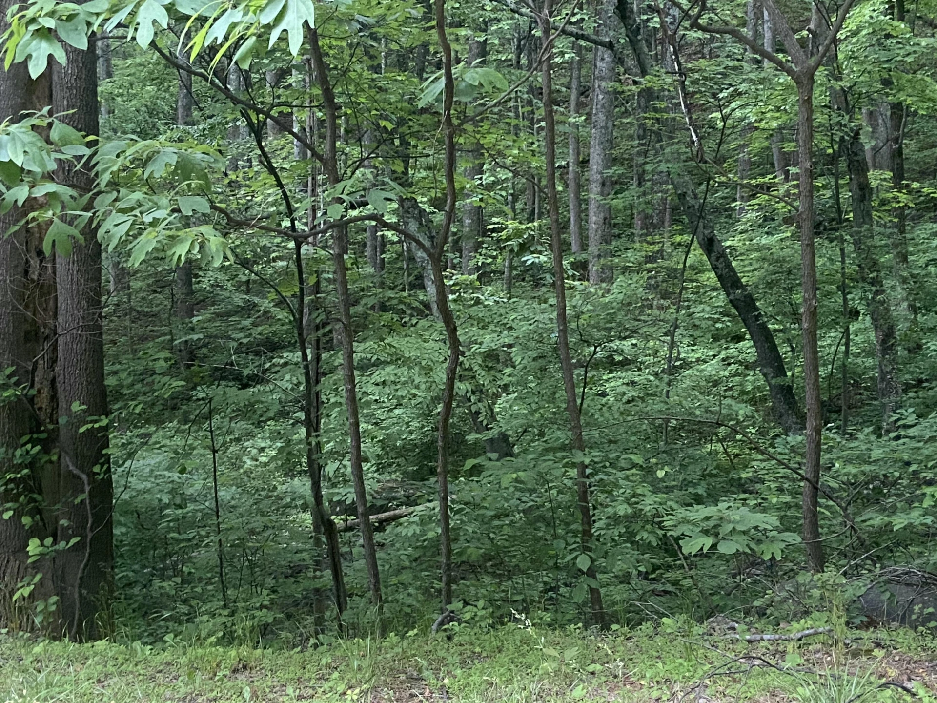 0 Sawmill RD - Photo 4