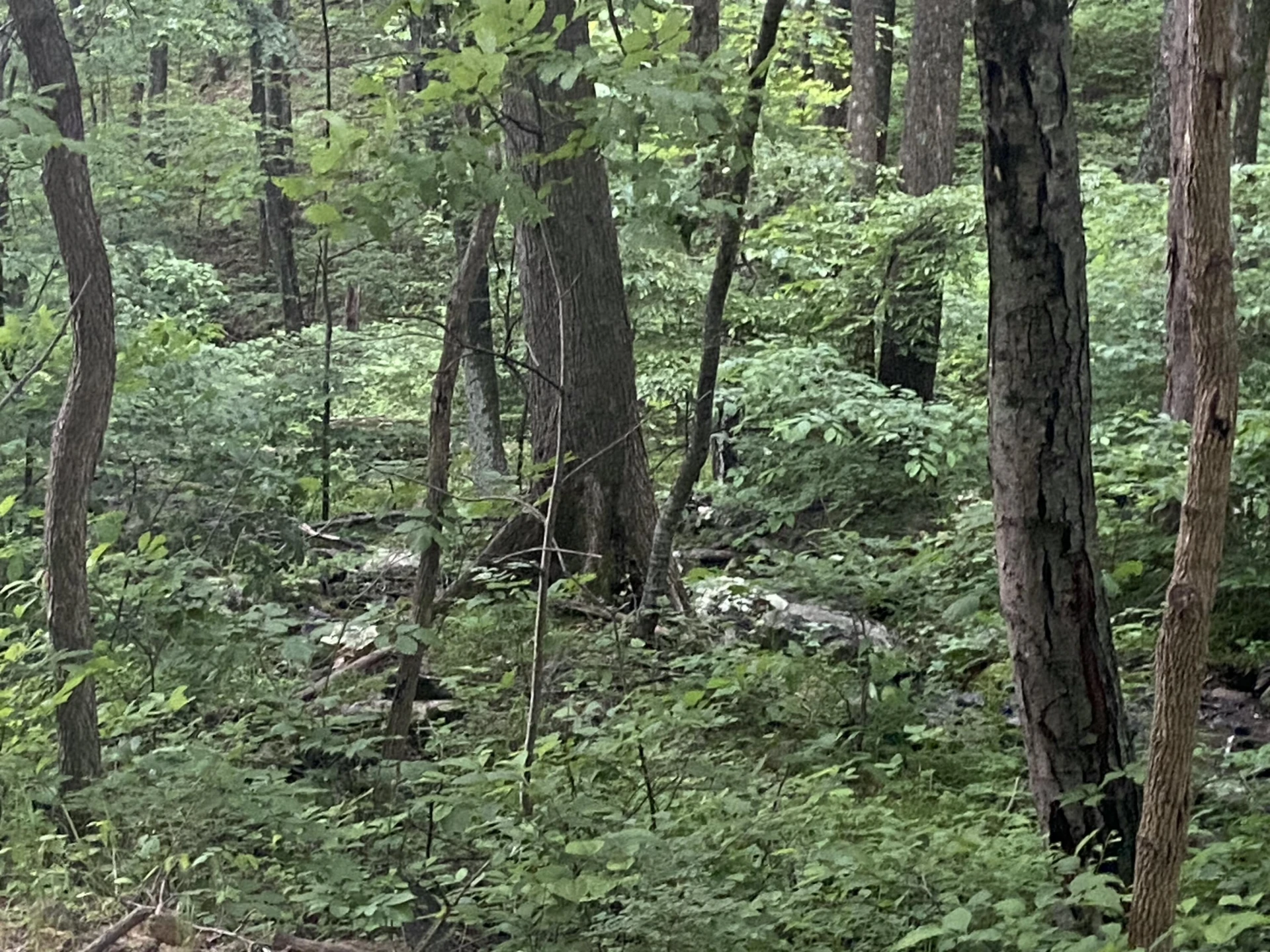 0 Sawmill RD - Photo 6