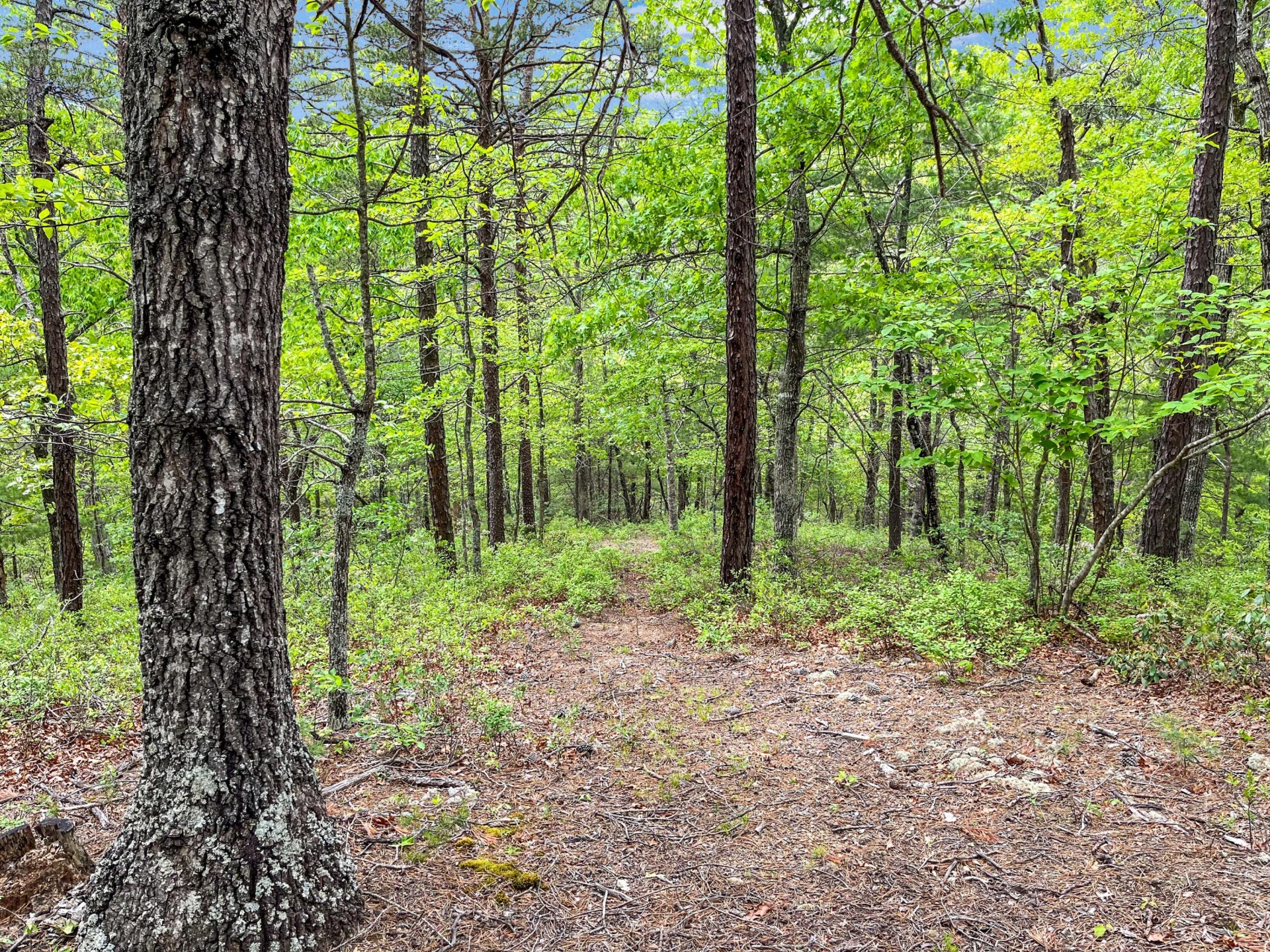 388 Hemlock Ridge LN - Photo 91