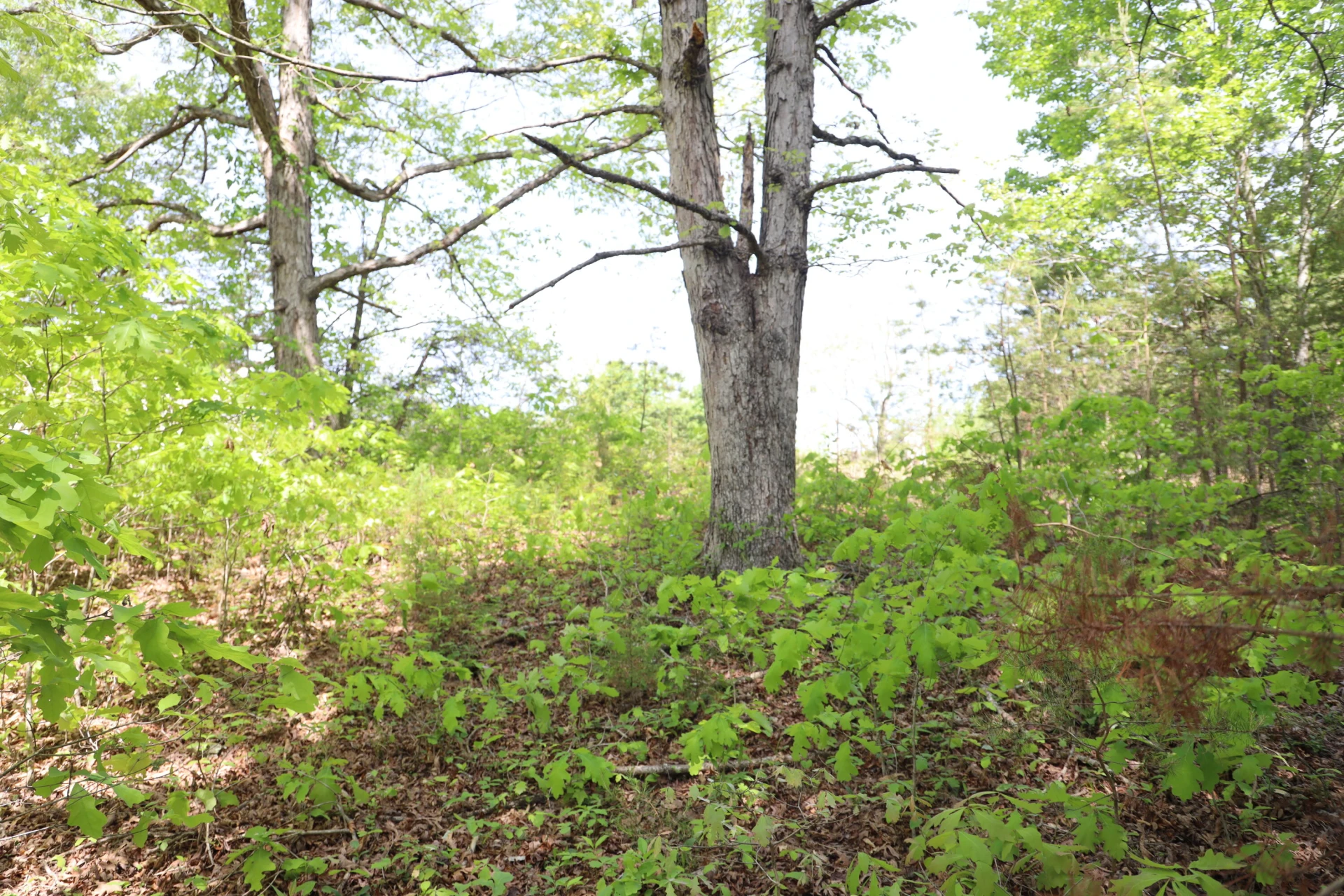 0 Sallys Ridge RD - Photo 2