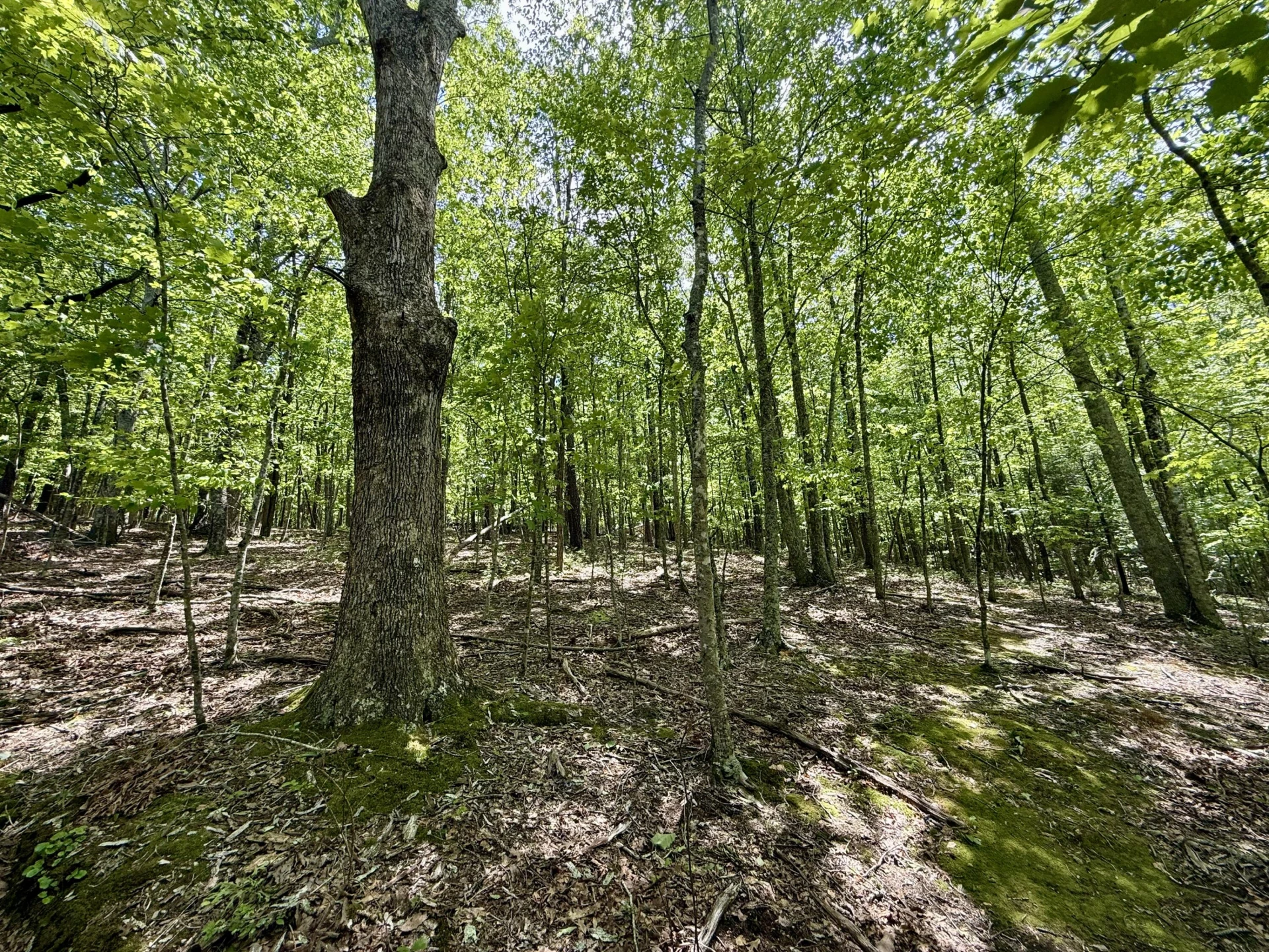 7750 Dicks Creek RD - Photo 16