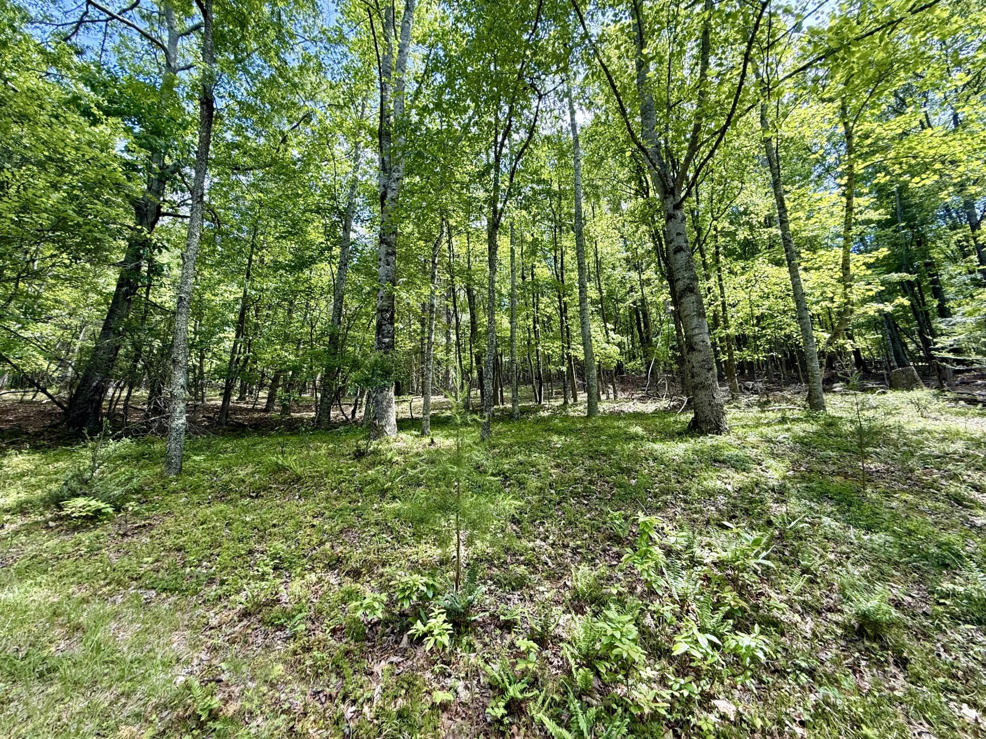 7750 Dicks Creek RD - Photo 4