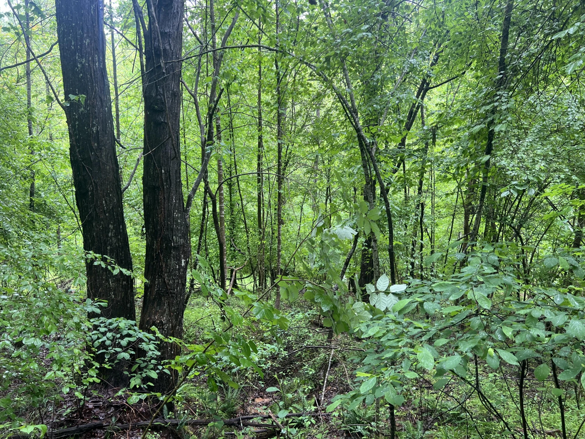 0 Nemmo RD - Photo 10