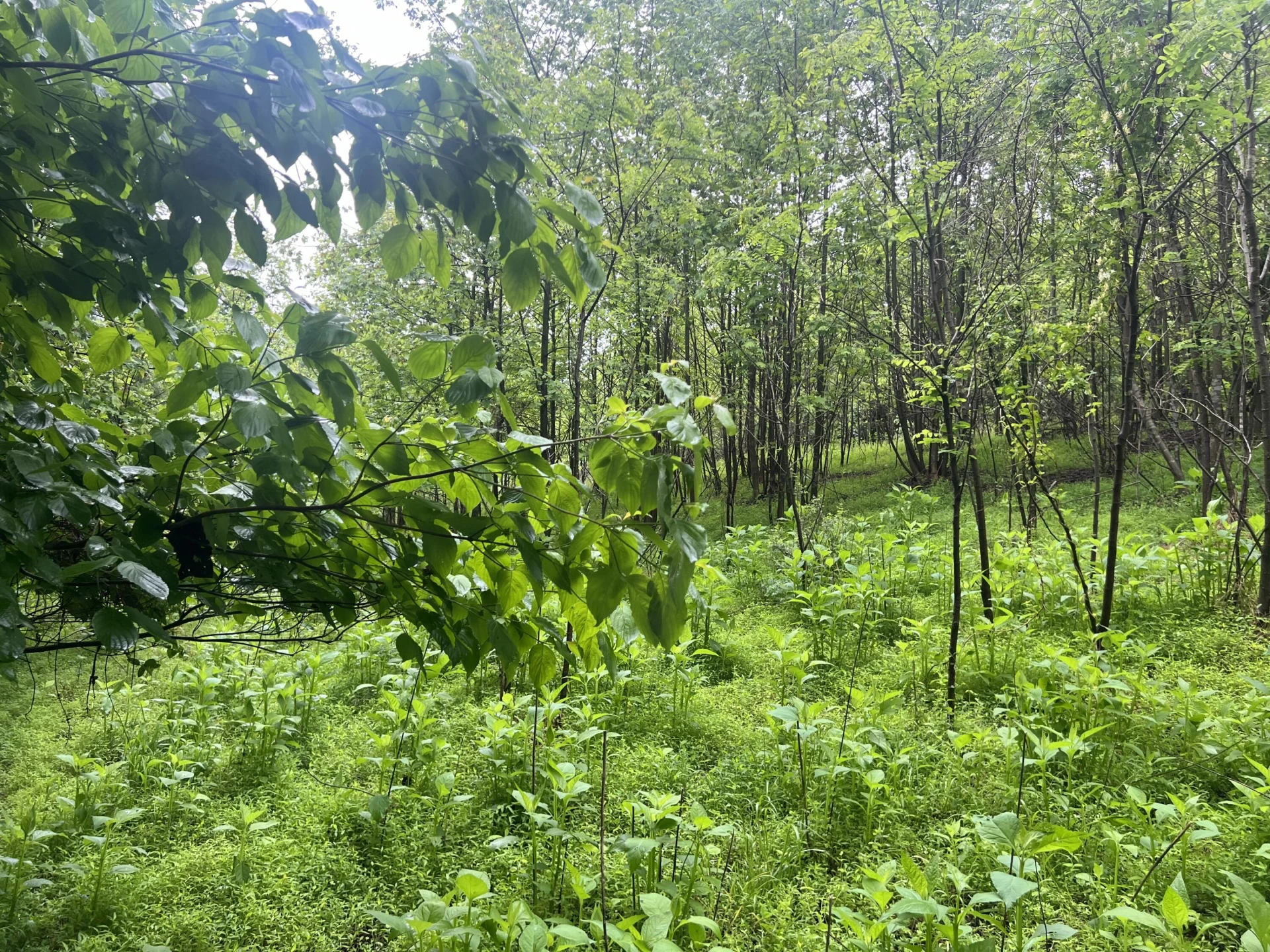 0 Nemmo RD - Photo 11