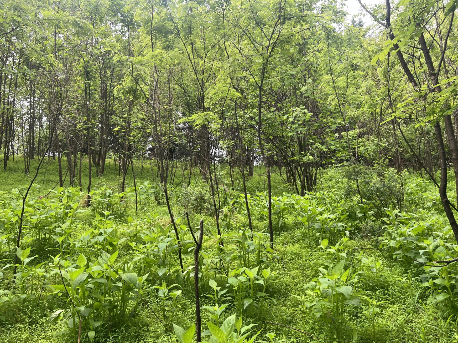 0 Nemmo RD - Photo 12
