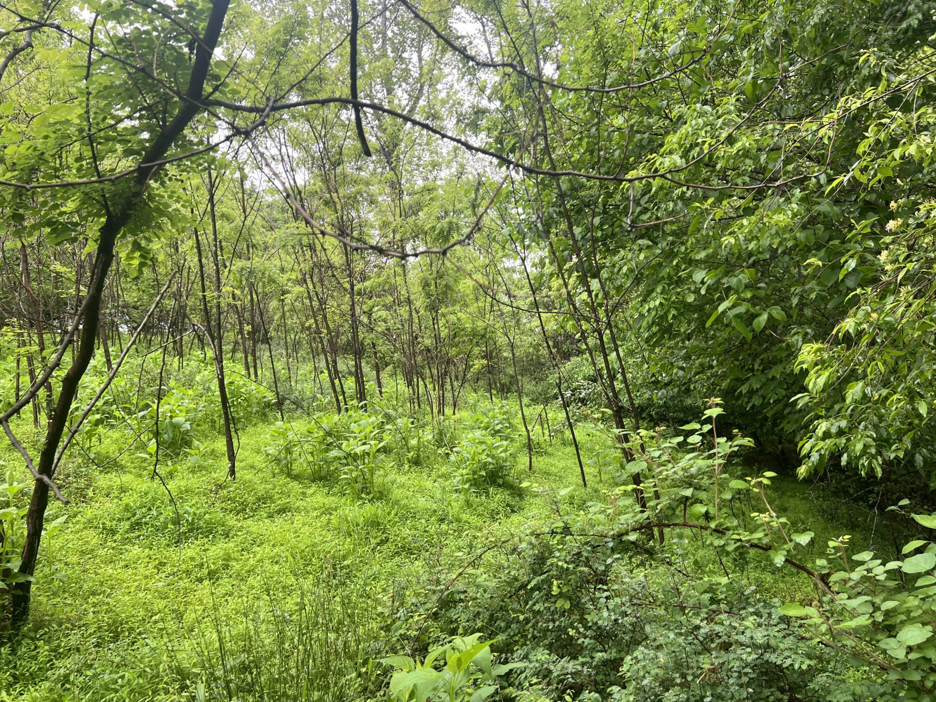0 Nemmo RD - Photo 13