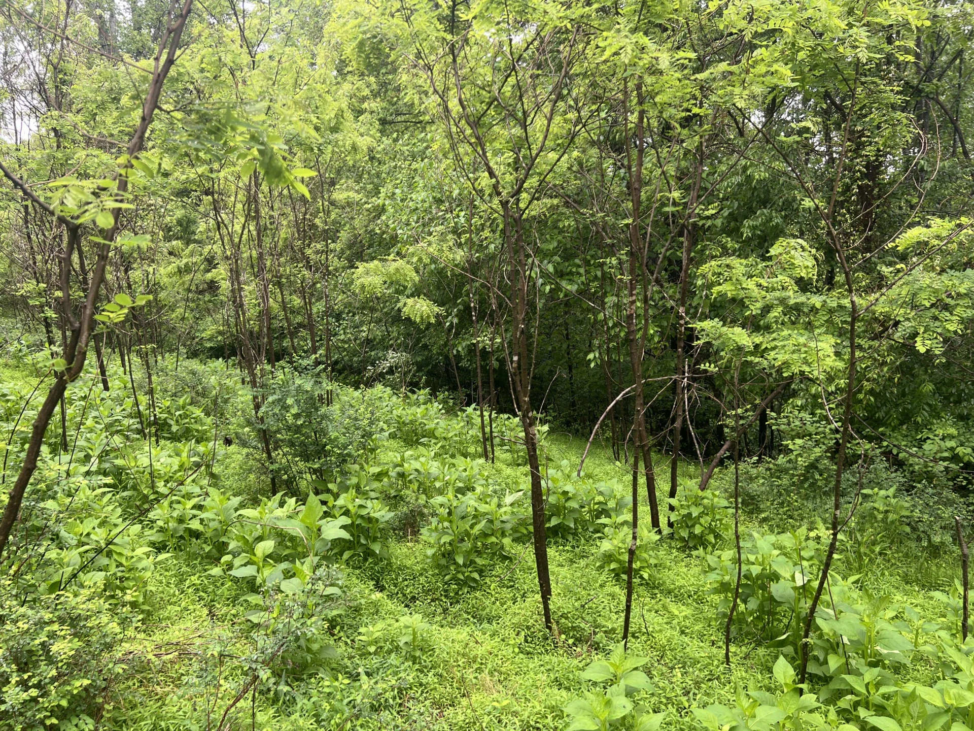 0 Nemmo RD - Photo 14