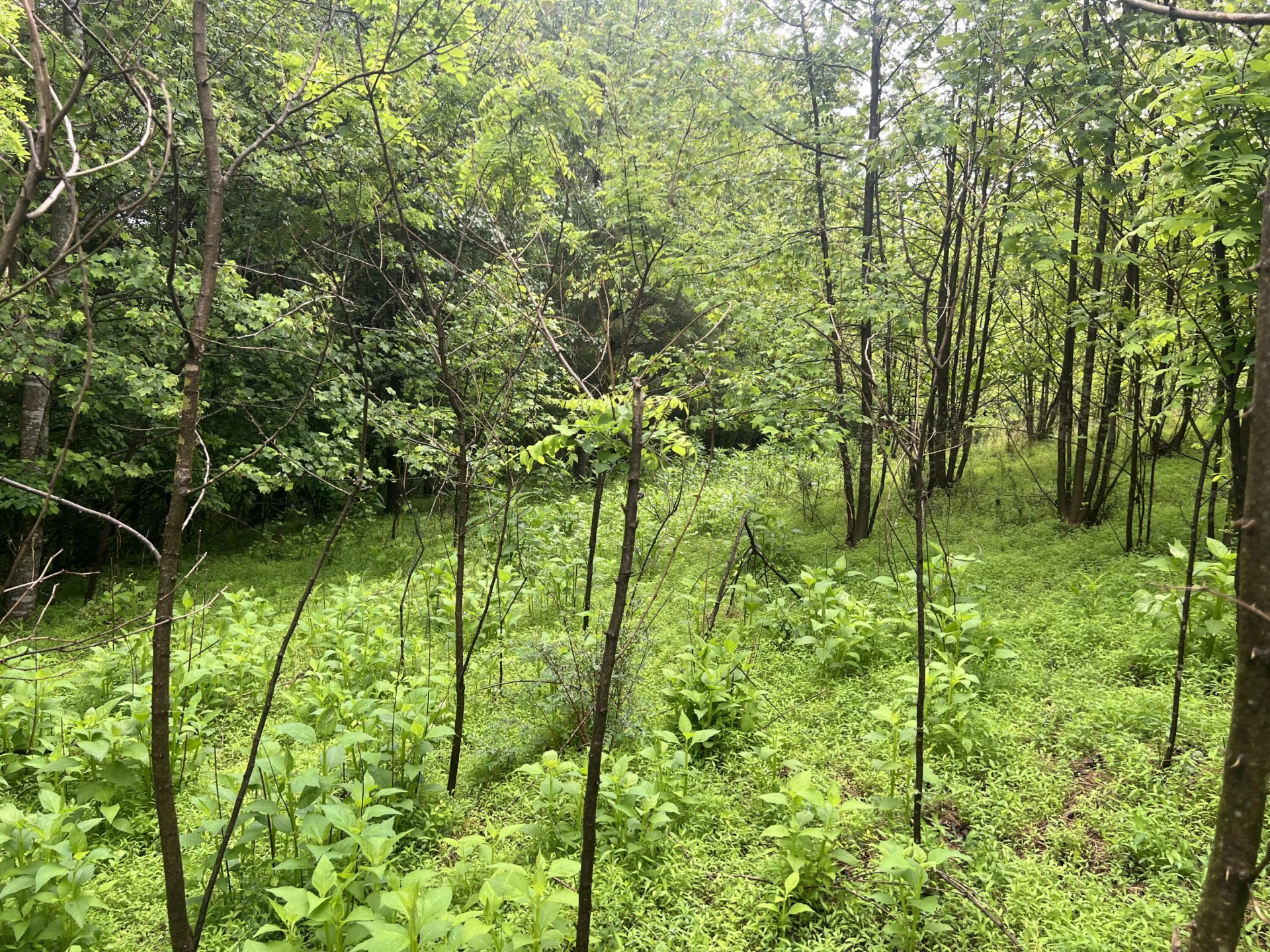 0 Nemmo RD - Photo 15