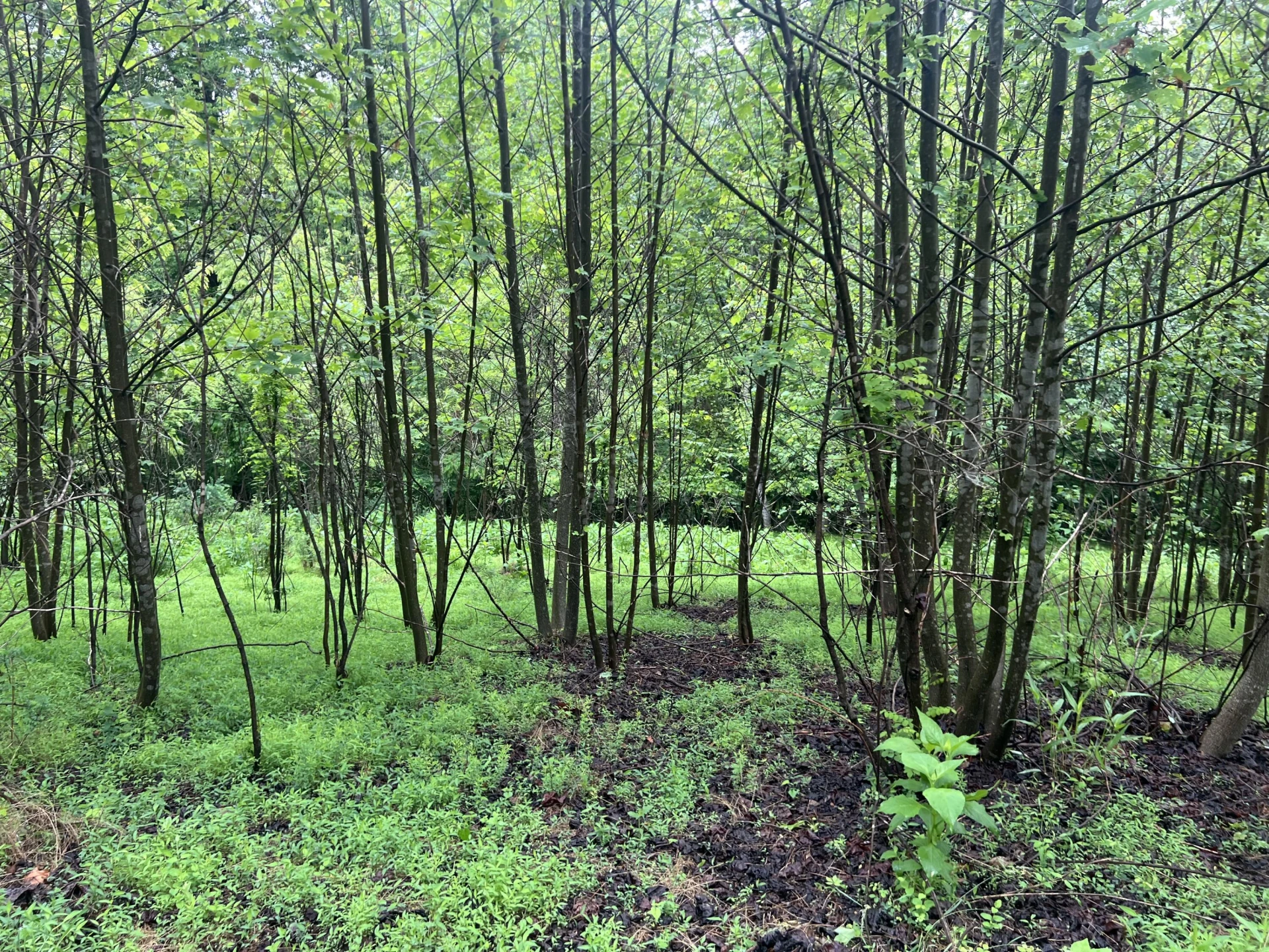 0 Nemmo RD - Photo 16
