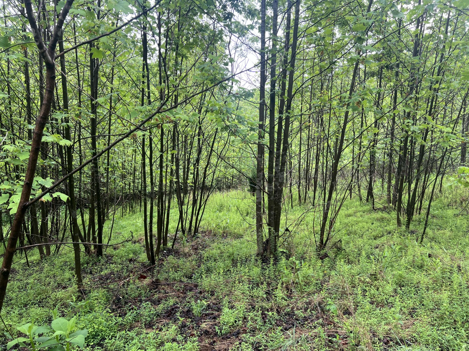 0 Nemmo RD - Photo 17