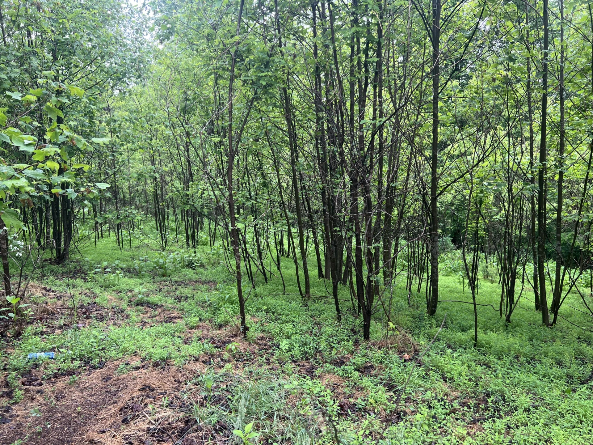 0 Nemmo RD - Photo 18