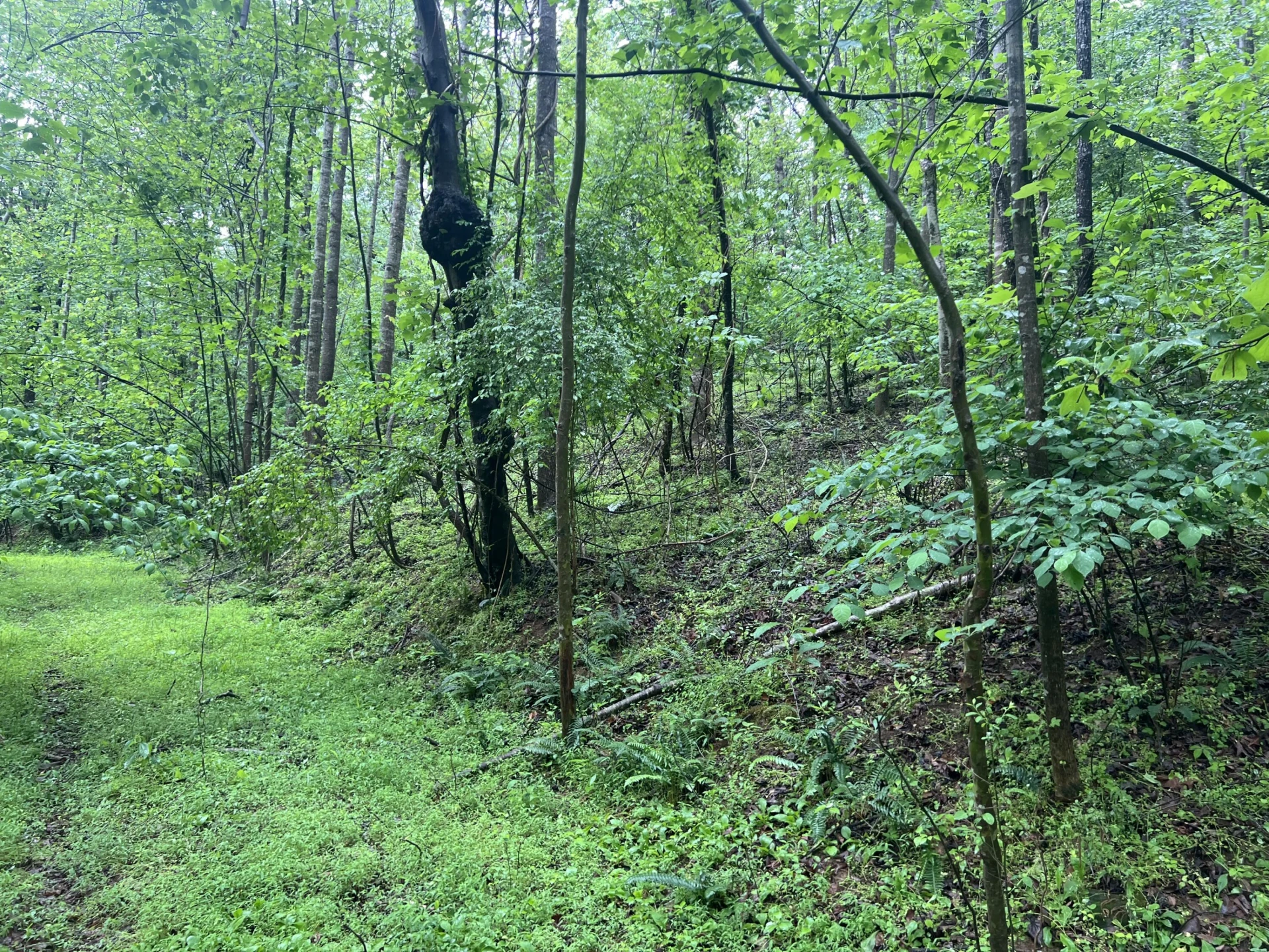 0 Nemmo RD - Photo 6