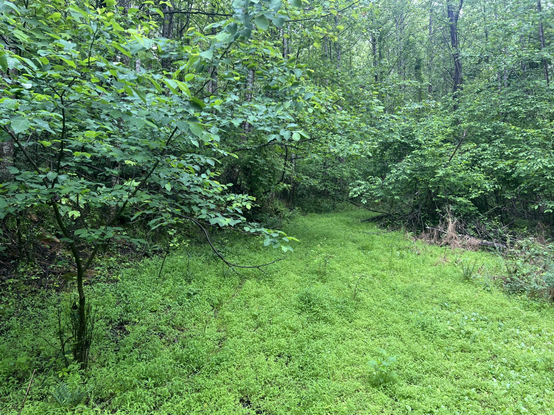 0 Nemmo RD - Photo 7