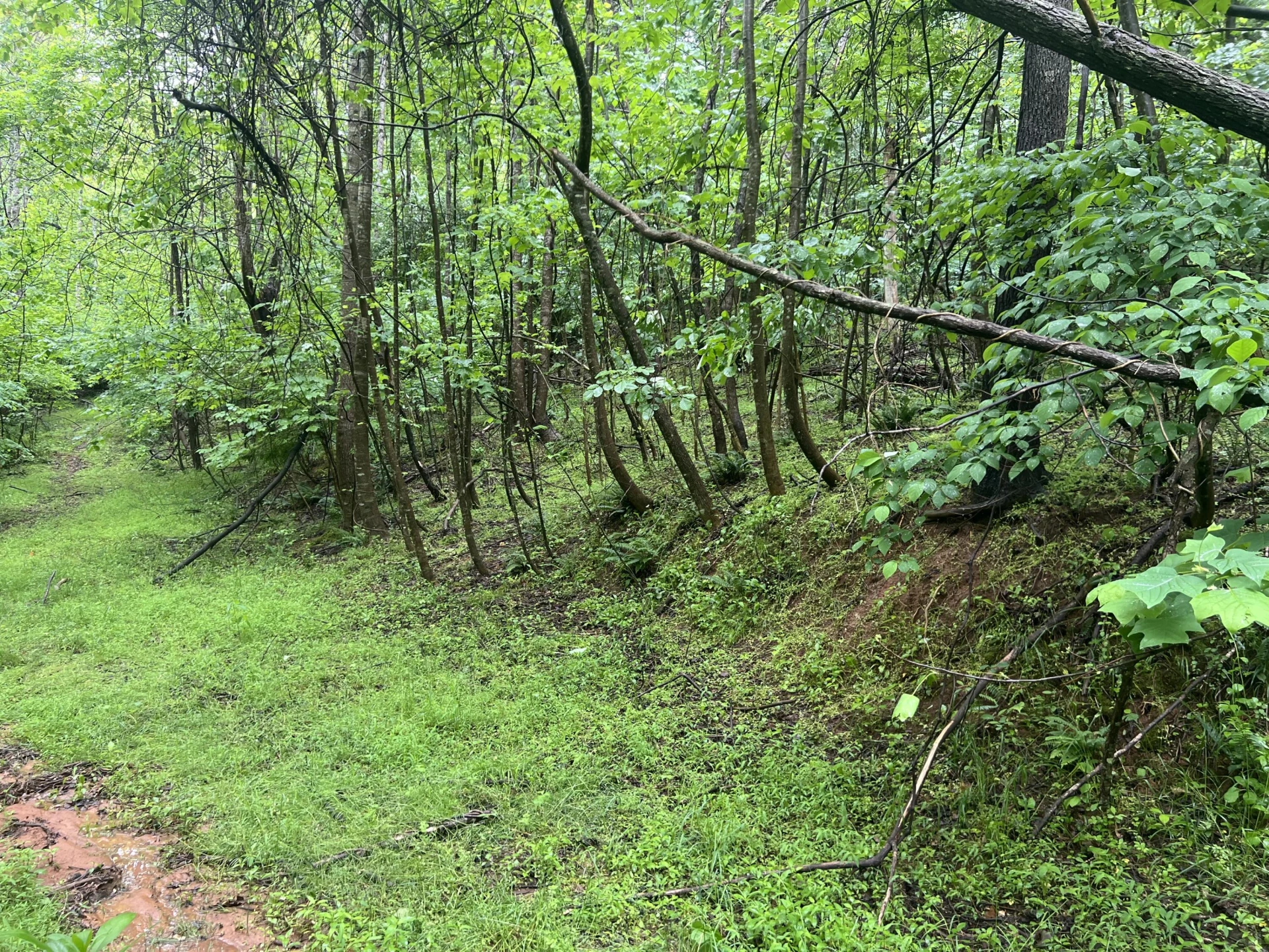 0 Nemmo RD - Photo 8