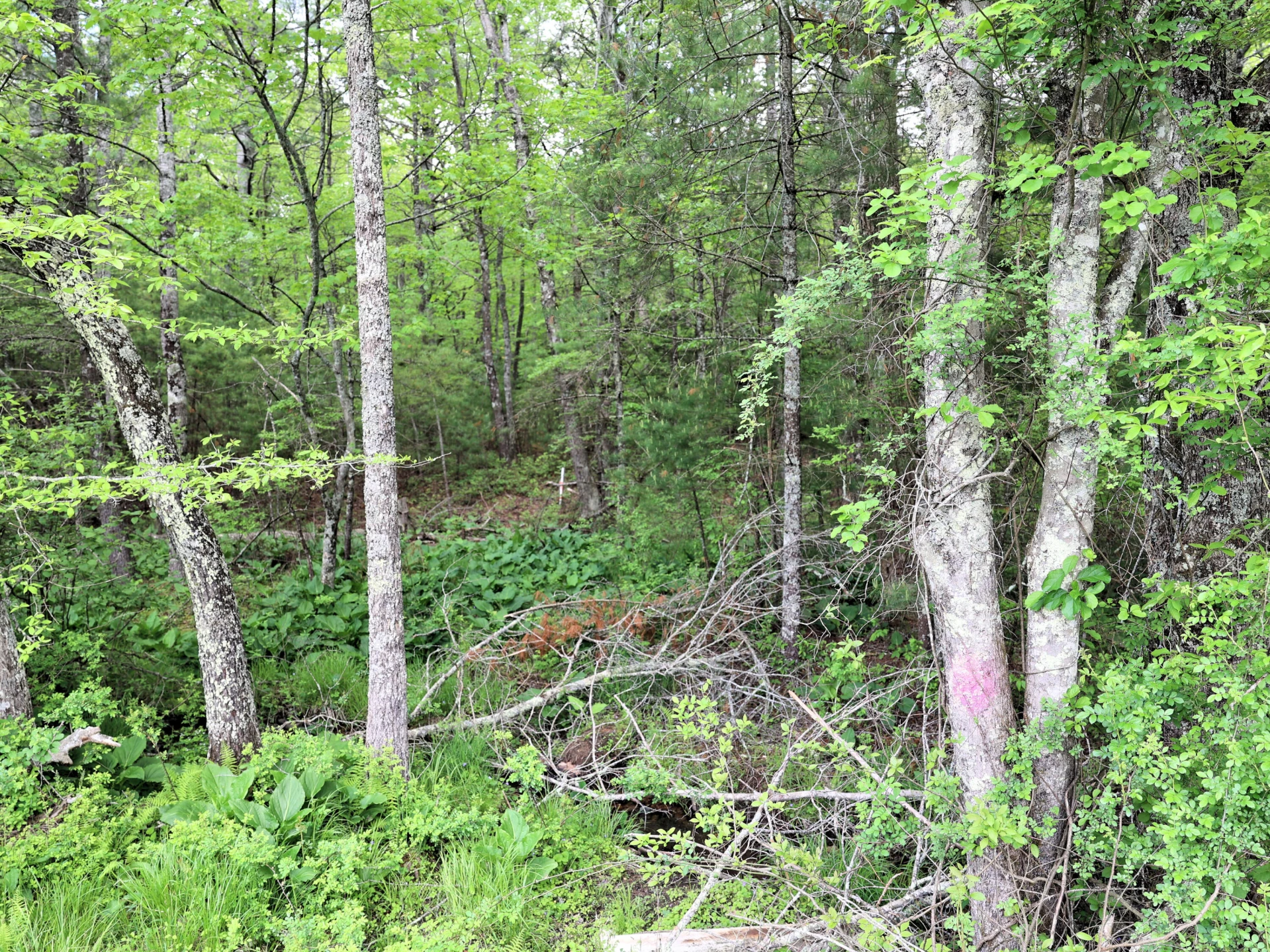 TBD Franklin Pike SE - Photo 14