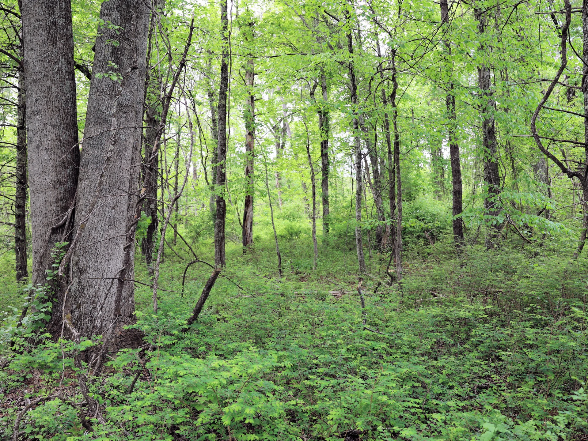 TBD Franklin Pike SE - Photo 17