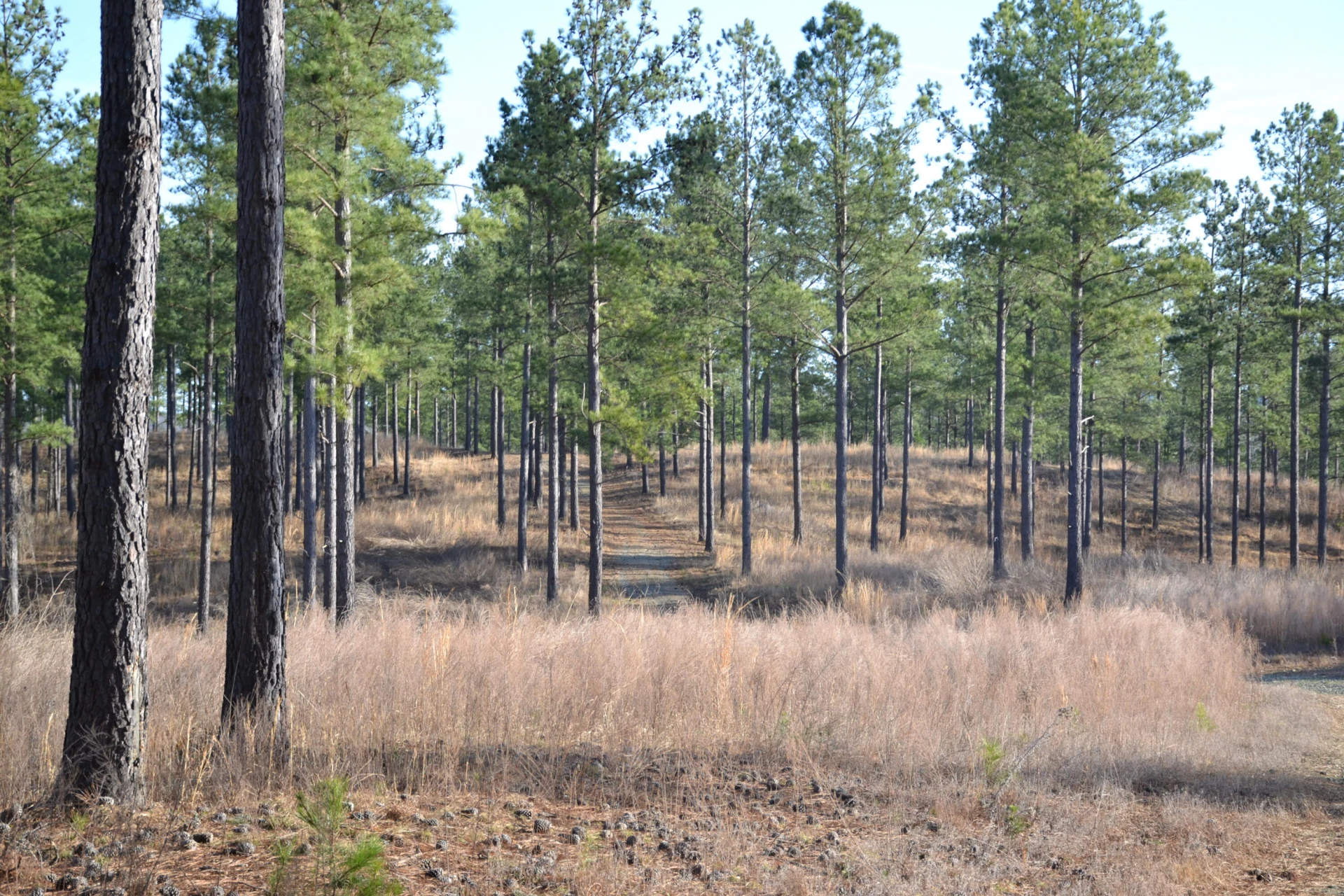 780 Adkins RD - Photo 47
