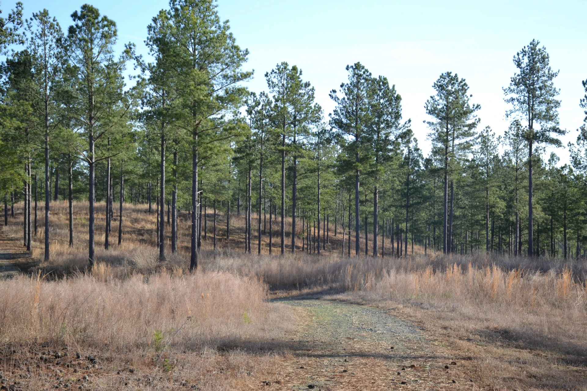 780 Adkins RD - Photo 48