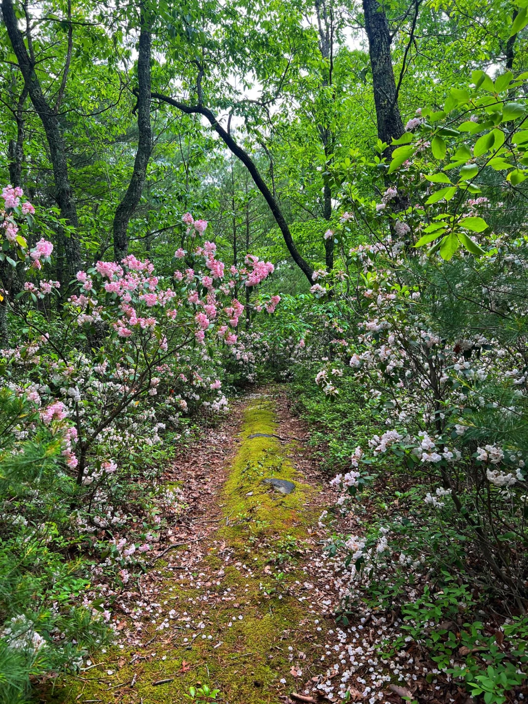 00 Robinson Tract RD - Photo 34