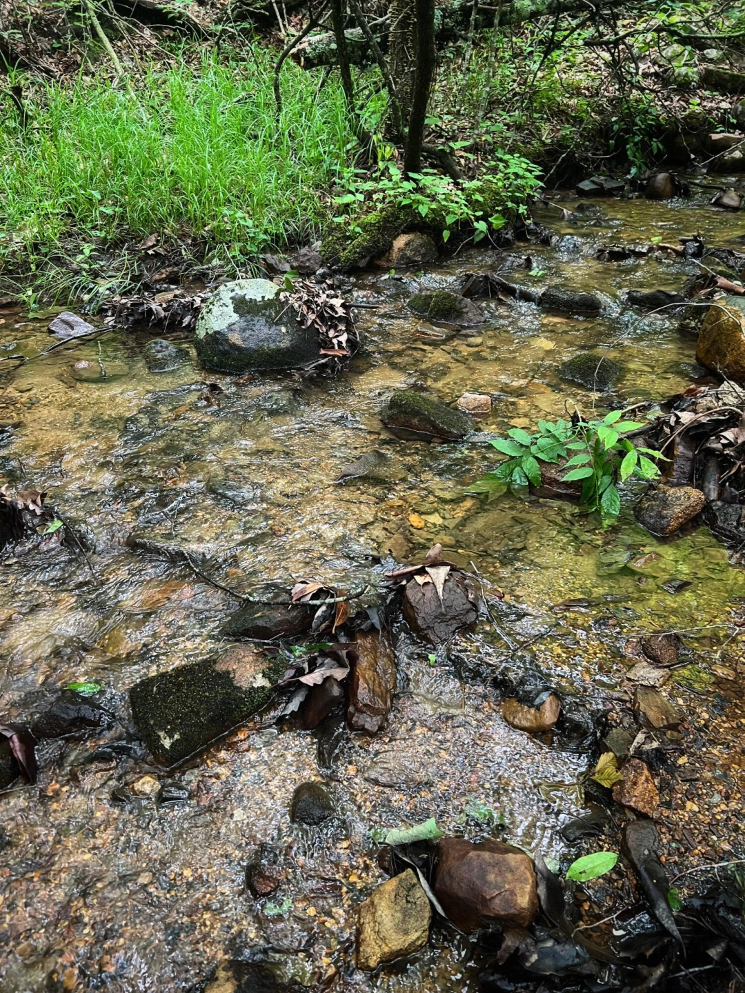 00 Robinson Tract RD - Photo 37