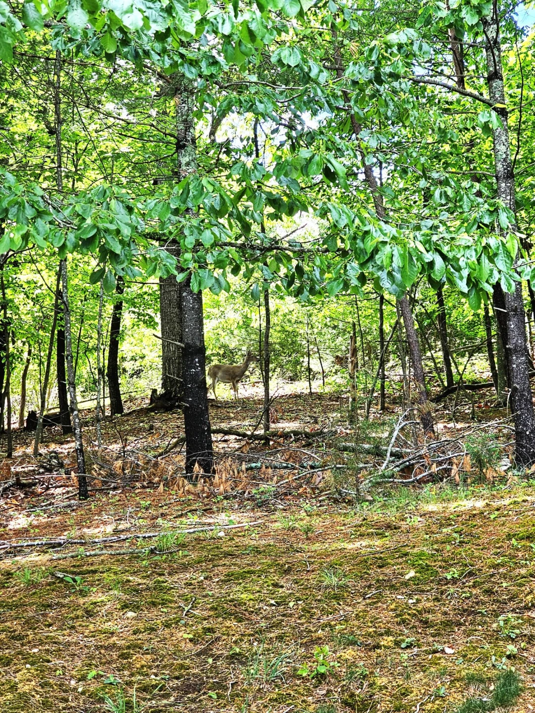 2633 Wood Warbler LN - Photo 6