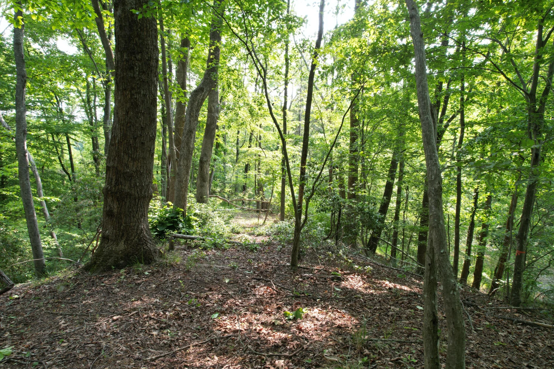 250 Knoll Ridge LN - Photo 108