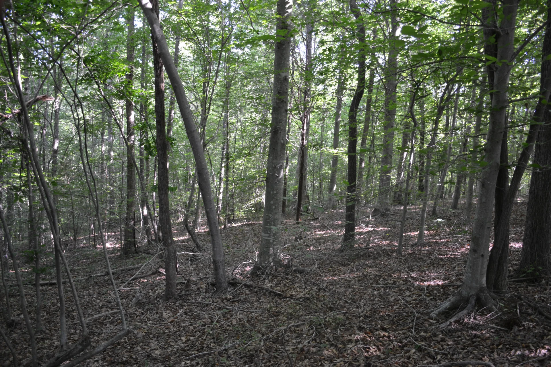 0 HackBerry LN - Photo 22