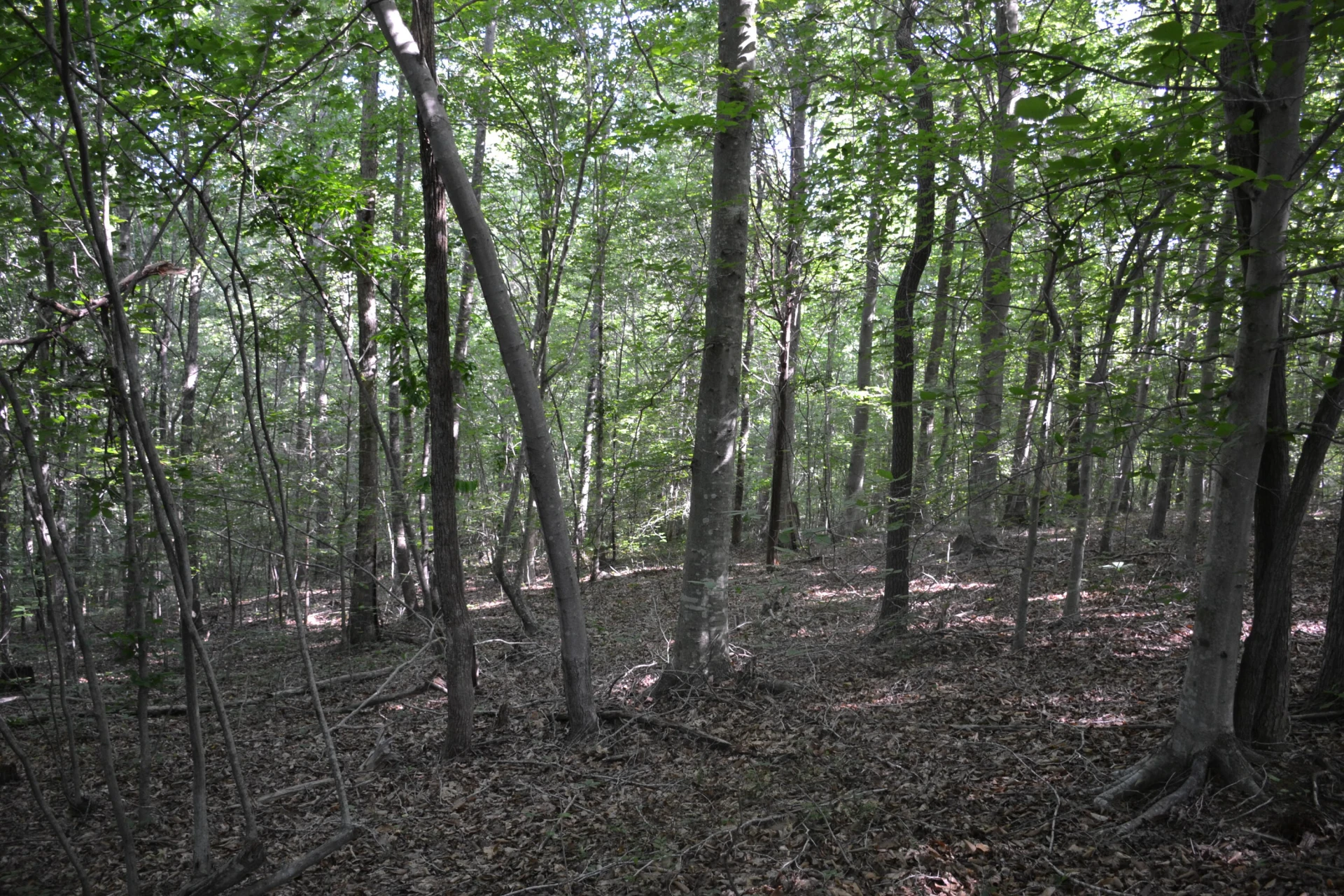 0 HackBerry LN - Photo 23