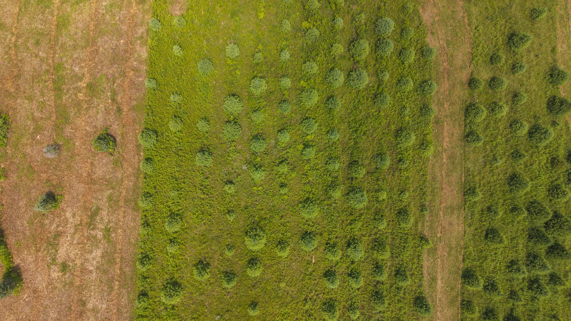 TBD Alum Ridge RD - Photo 10