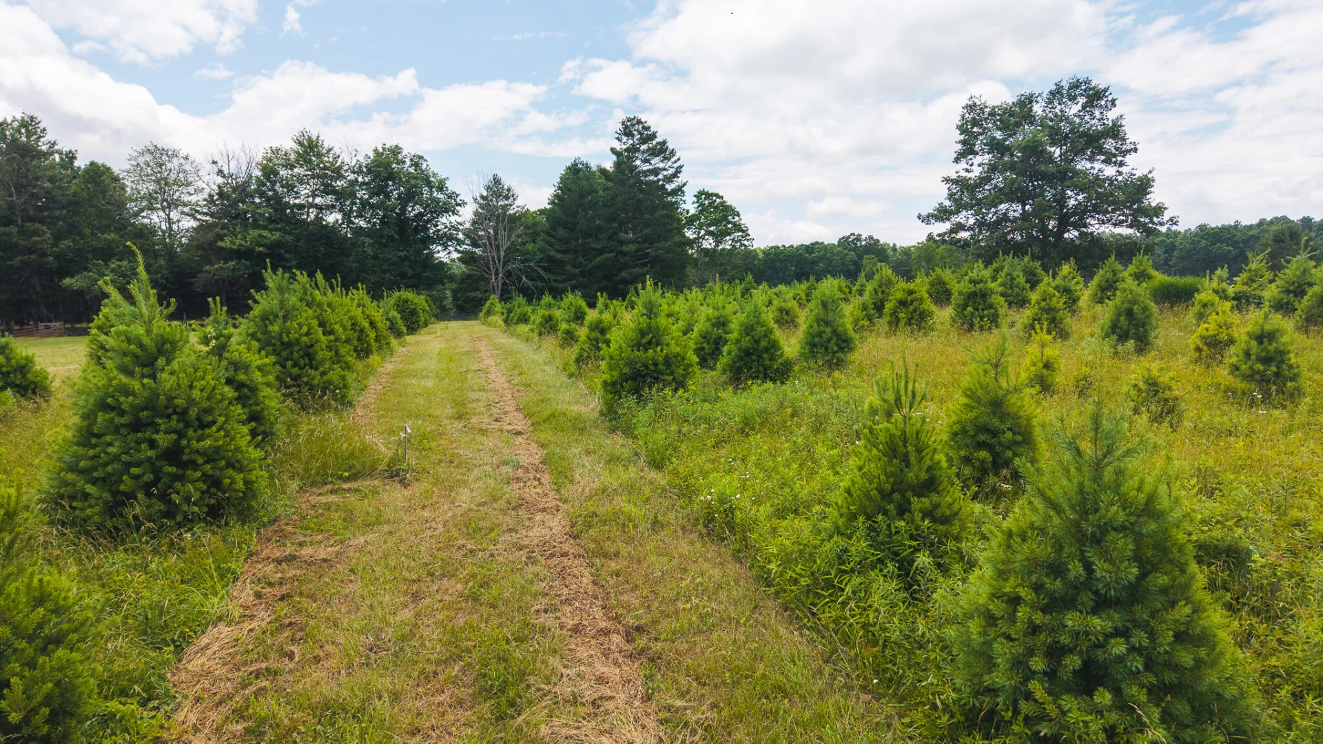 TBD Alum Ridge RD - Photo 3