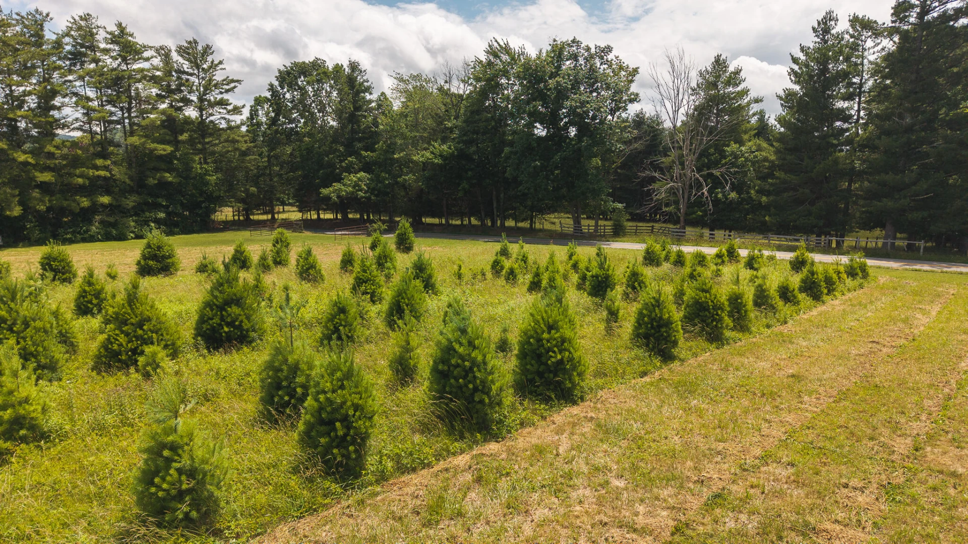 TBD Alum Ridge RD - Photo 9