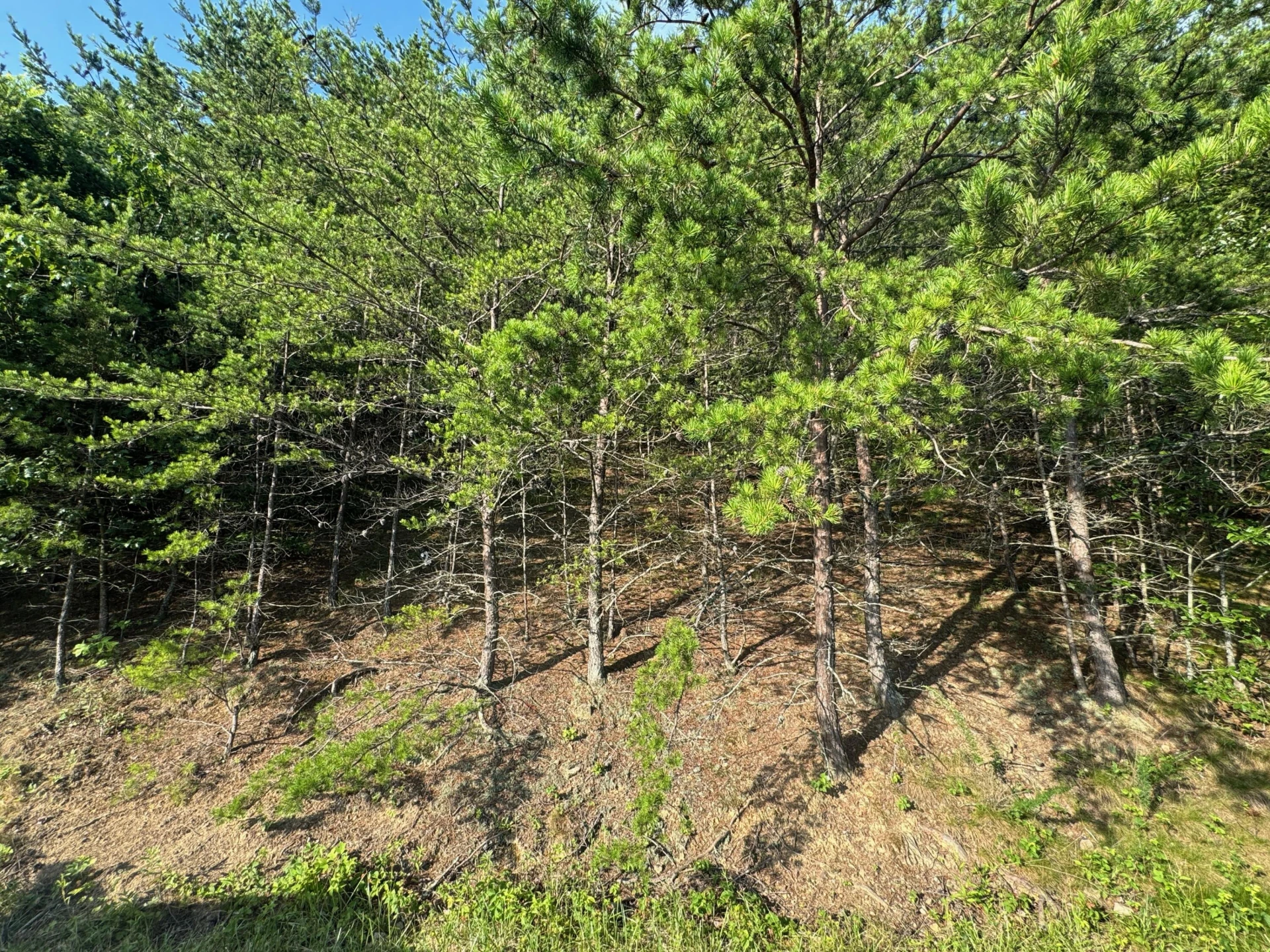 0 Teresa LN - Photo 3