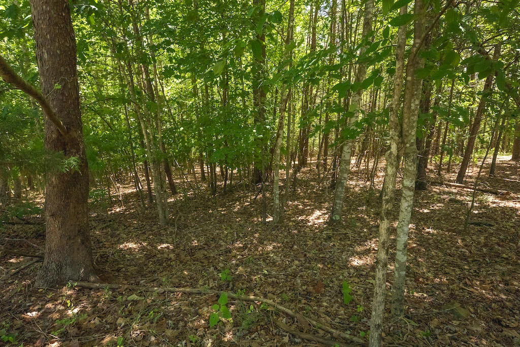Lot 205 Acres CT - Photo 11