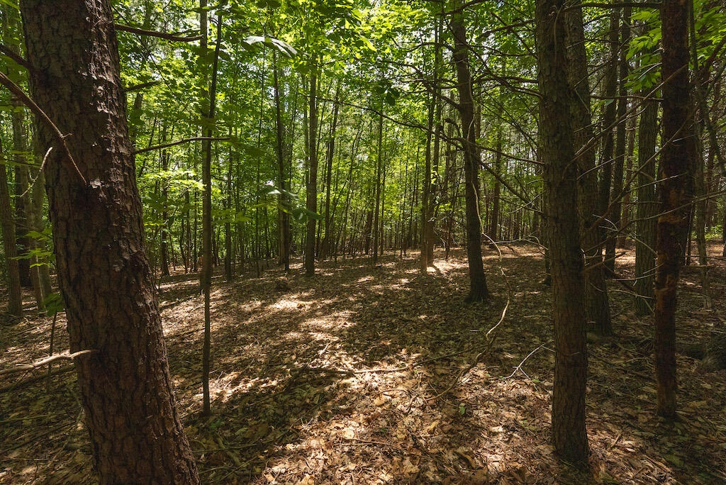 Lot 205 Acres CT - Photo 12