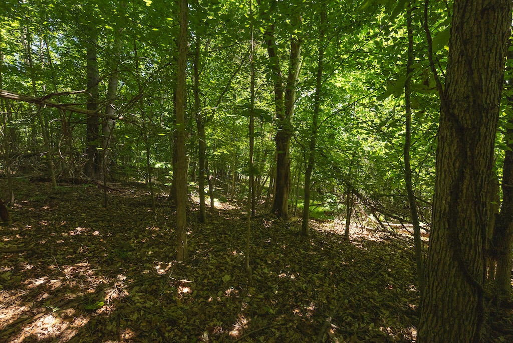 Lot 205 Acres CT - Photo 13