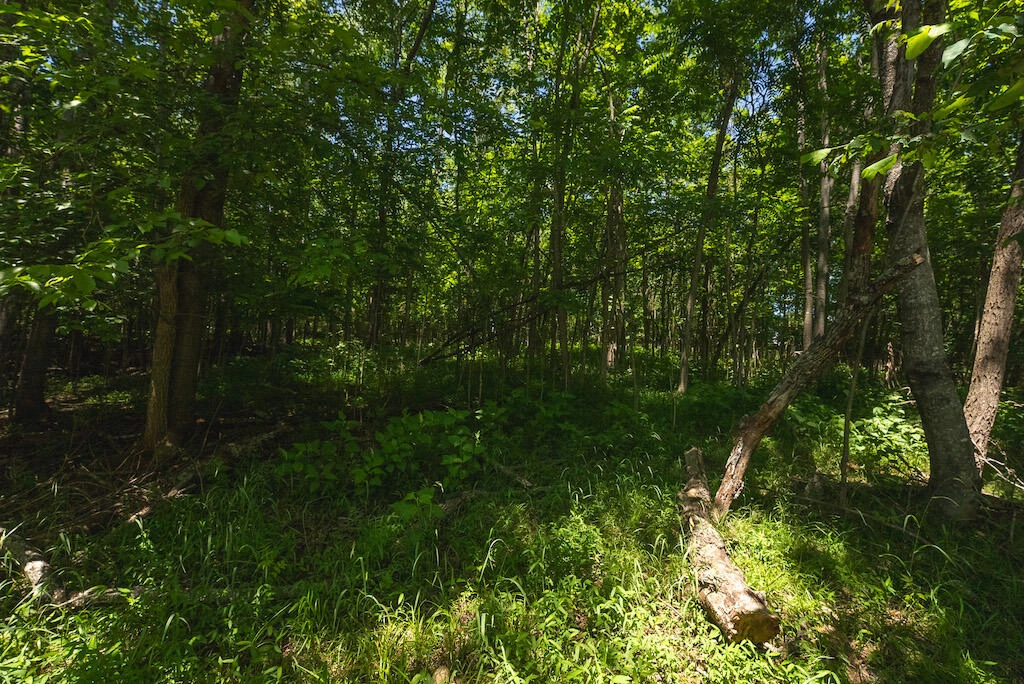 Lot 205 Acres CT - Photo 23
