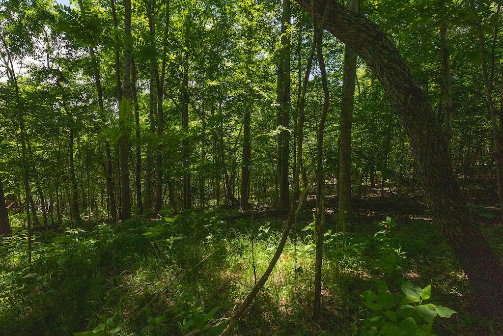 Lot 205 Acres CT - Photo 24