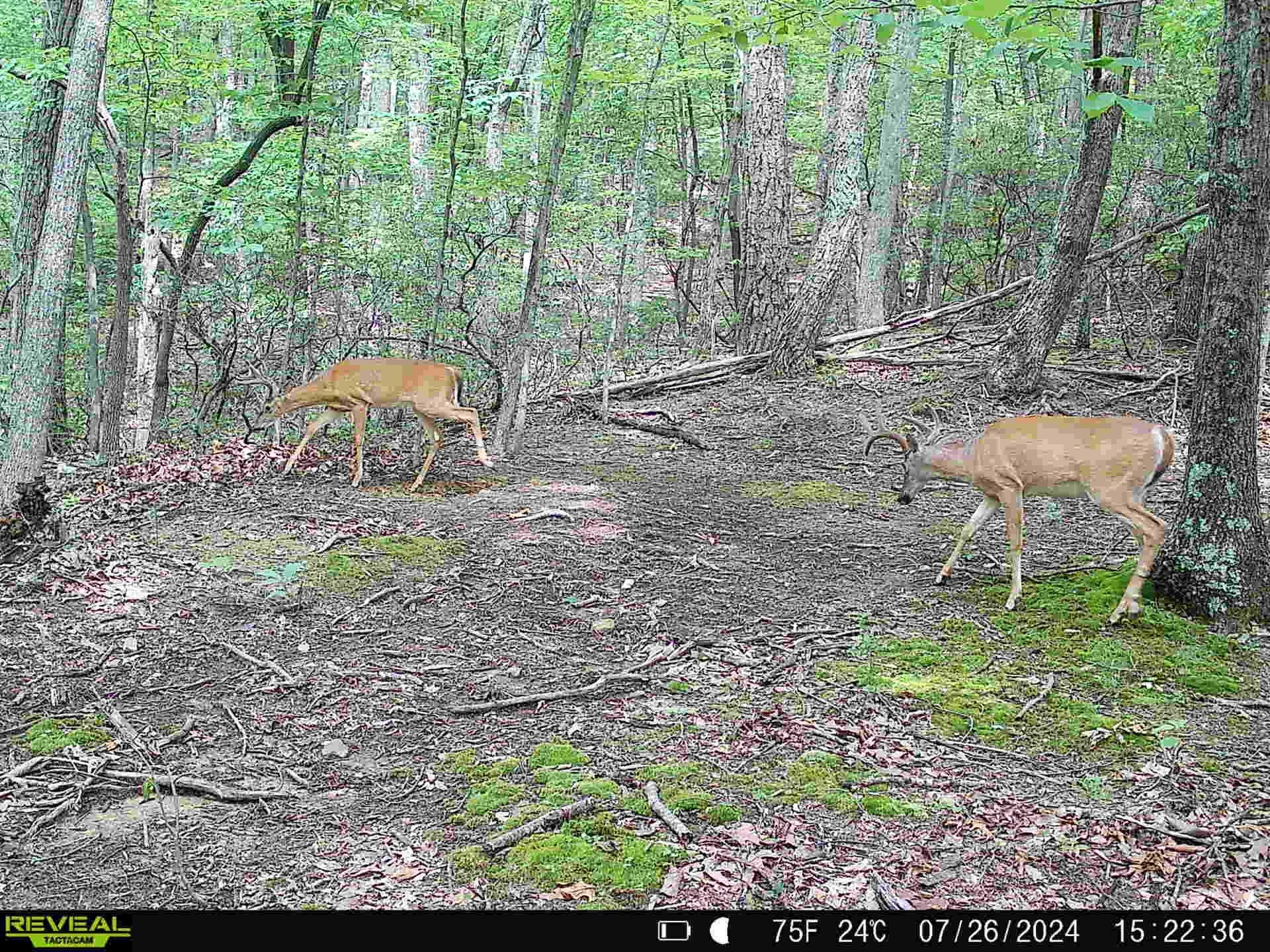5340 Sandy Ford RD - Photo 76