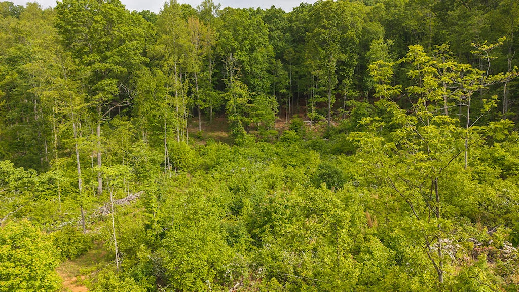 Lot 2 Shortcut DR - Photo 3