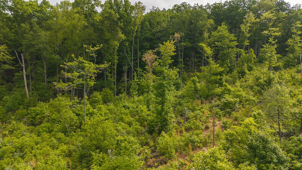 Lot 2 Shortcut DR - Photo 4