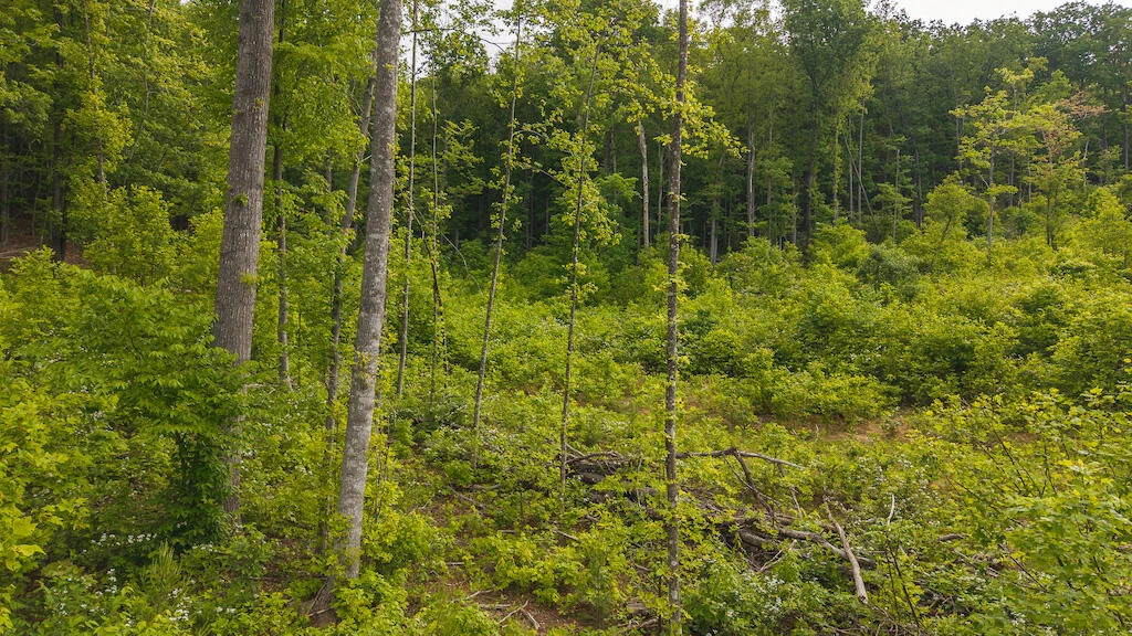 Lot 2 Shortcut DR - Photo 7