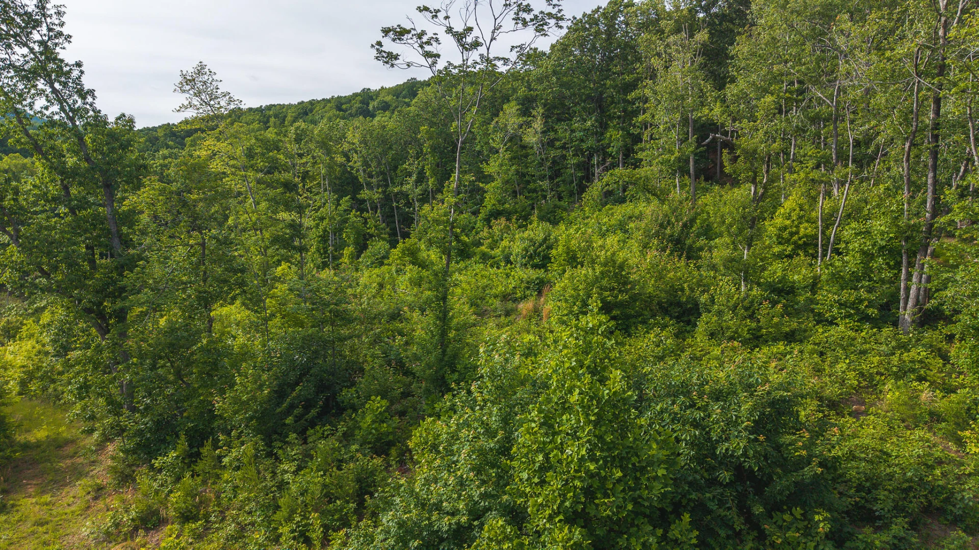 Lot 2 Shortcut DR - Photo 9