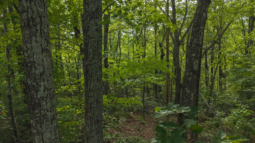 Lot 5 Shortcut DR - Photo 5