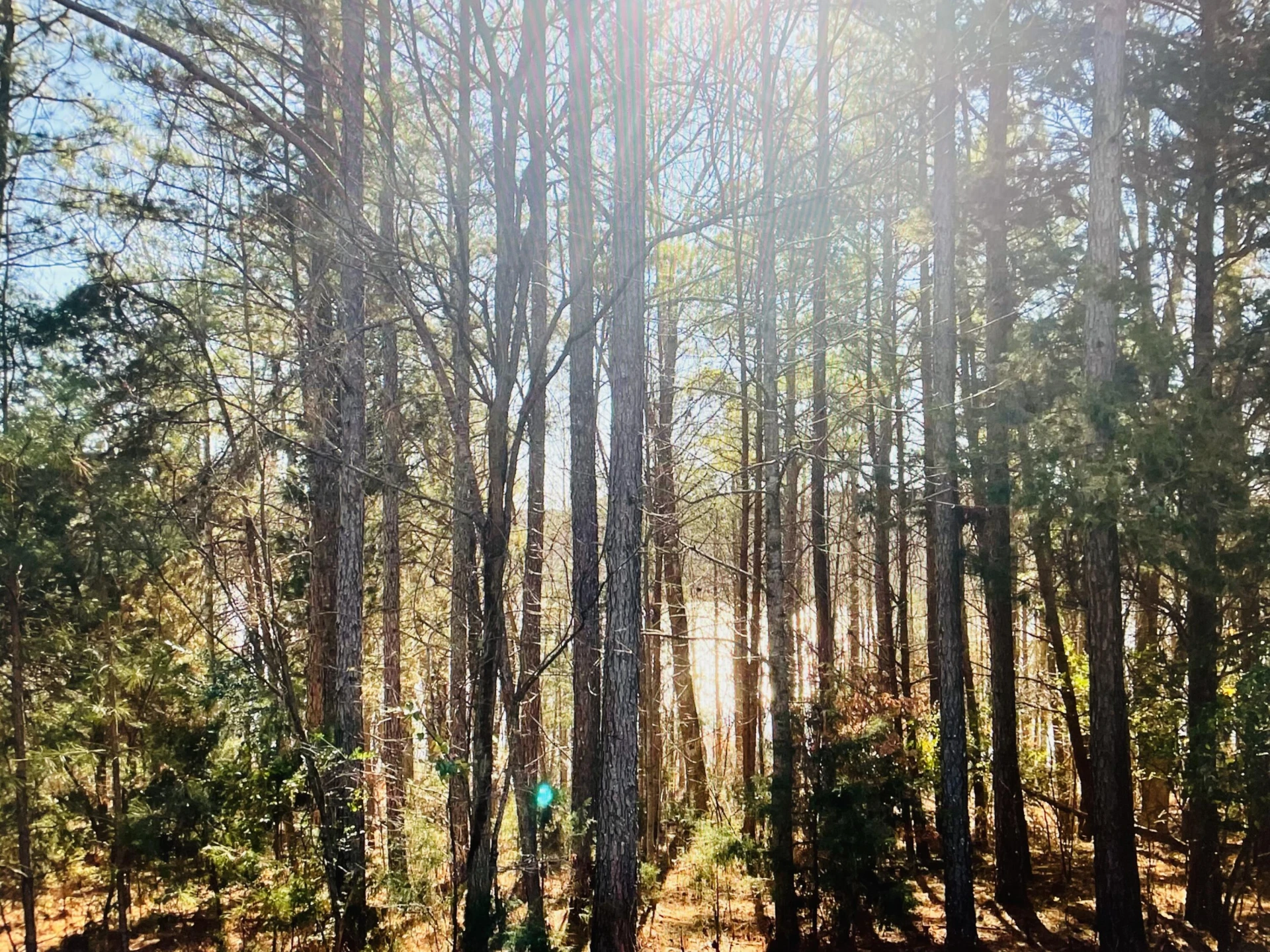 Lot 5 Falcon Ridge DR - Photo 2