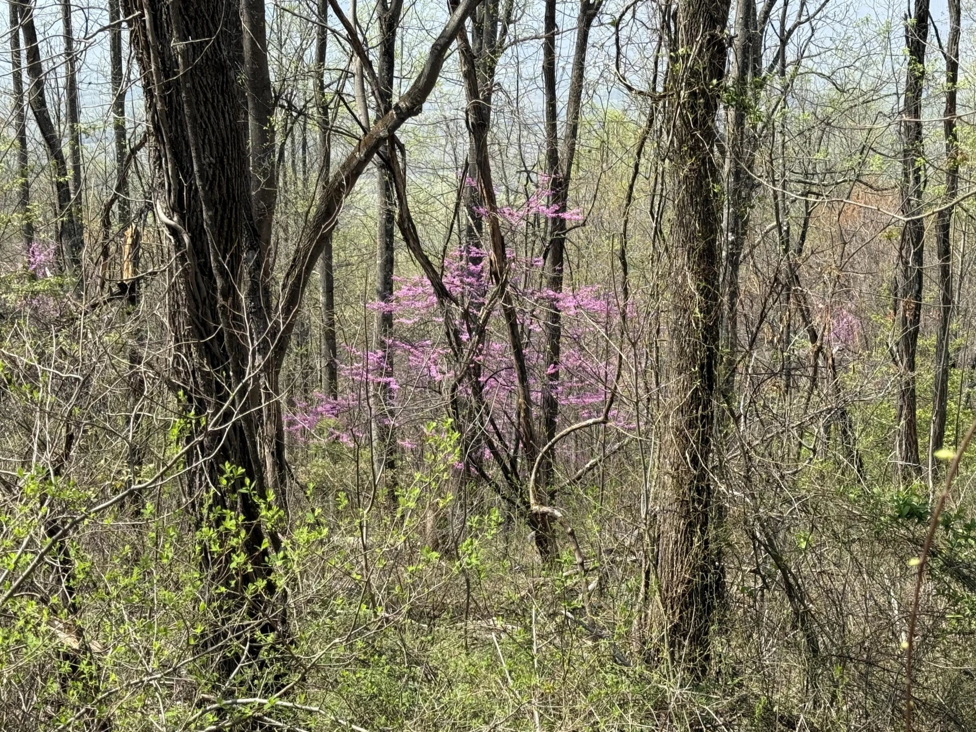 Lot 1 & 2 Murray Hollow RD