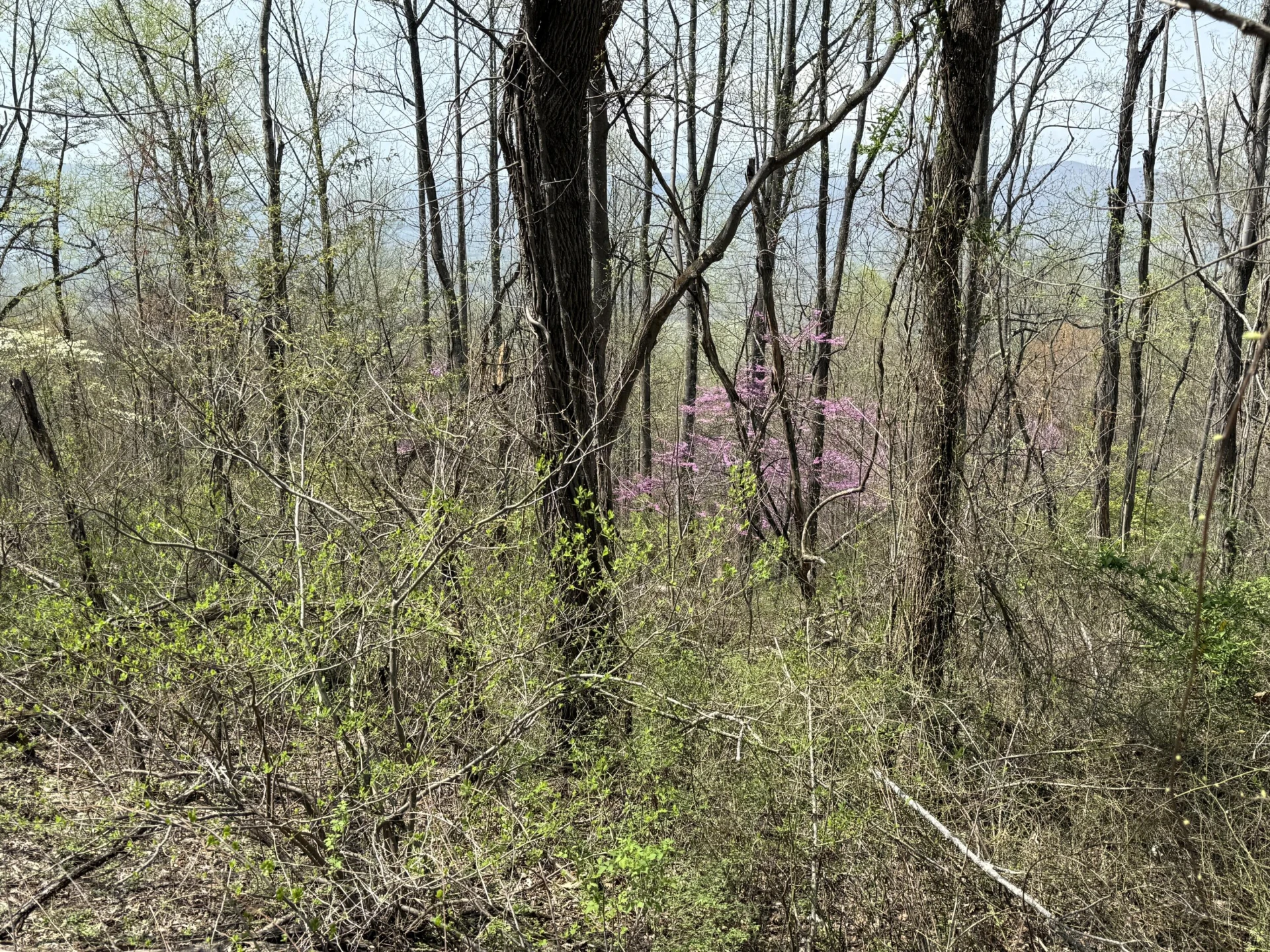 Lot 1 & 2 Murray Hollow RD - Photo 10