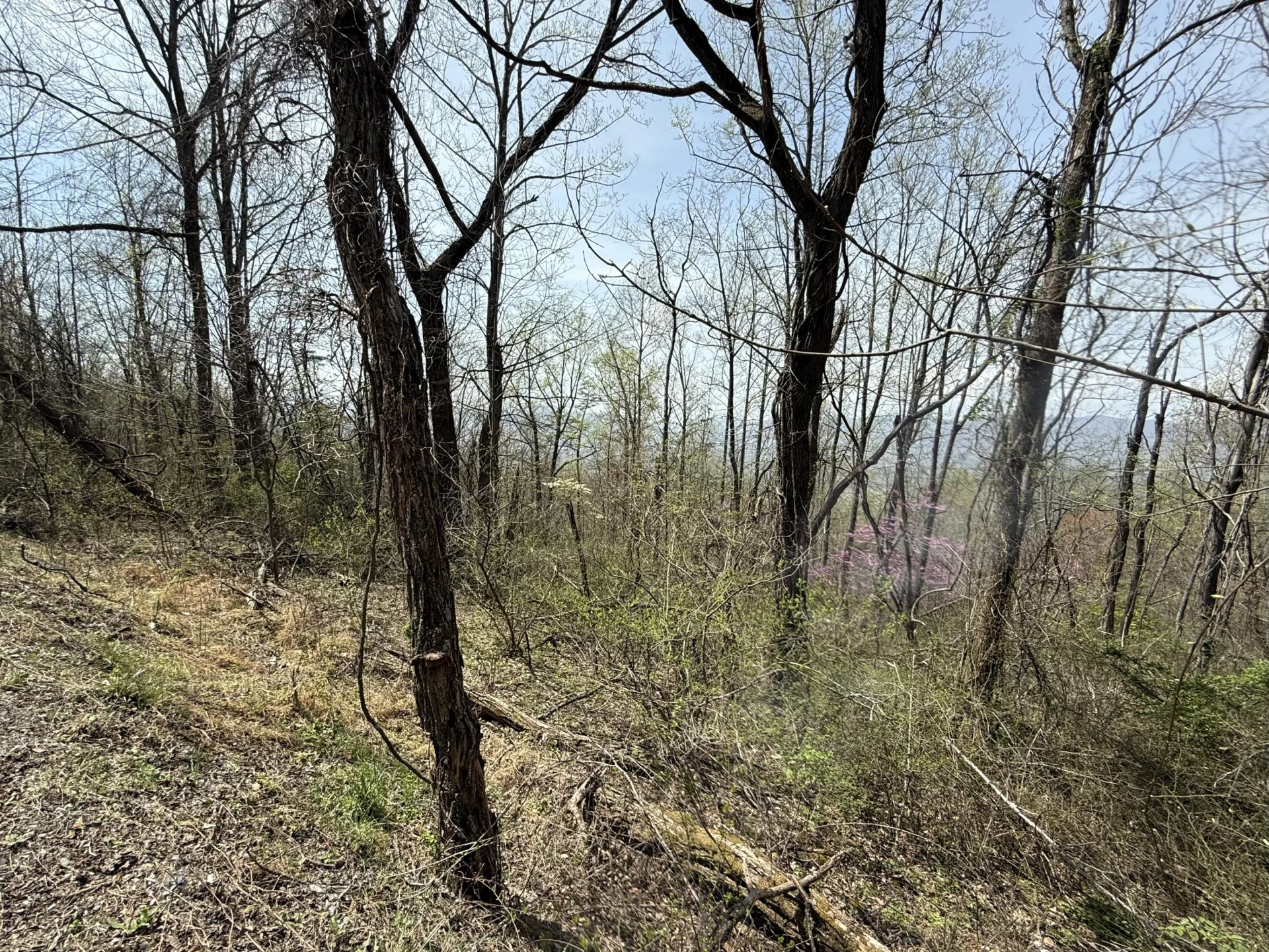 Lot 1 & 2 Murray Hollow RD - Photo 5