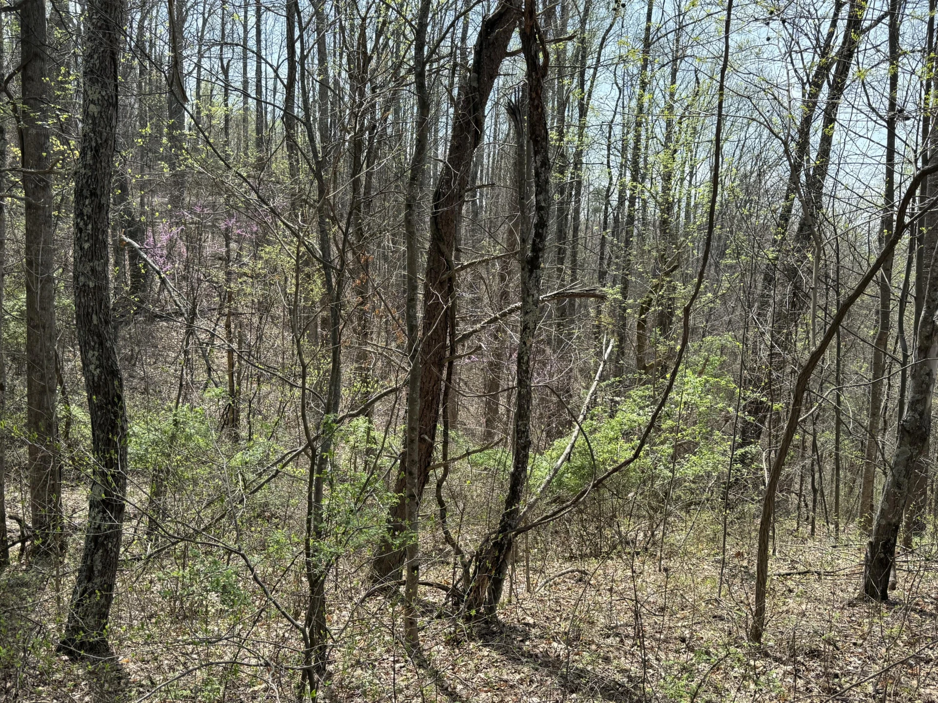 Lot 1 & 2 Murray Hollow RD - Photo 6