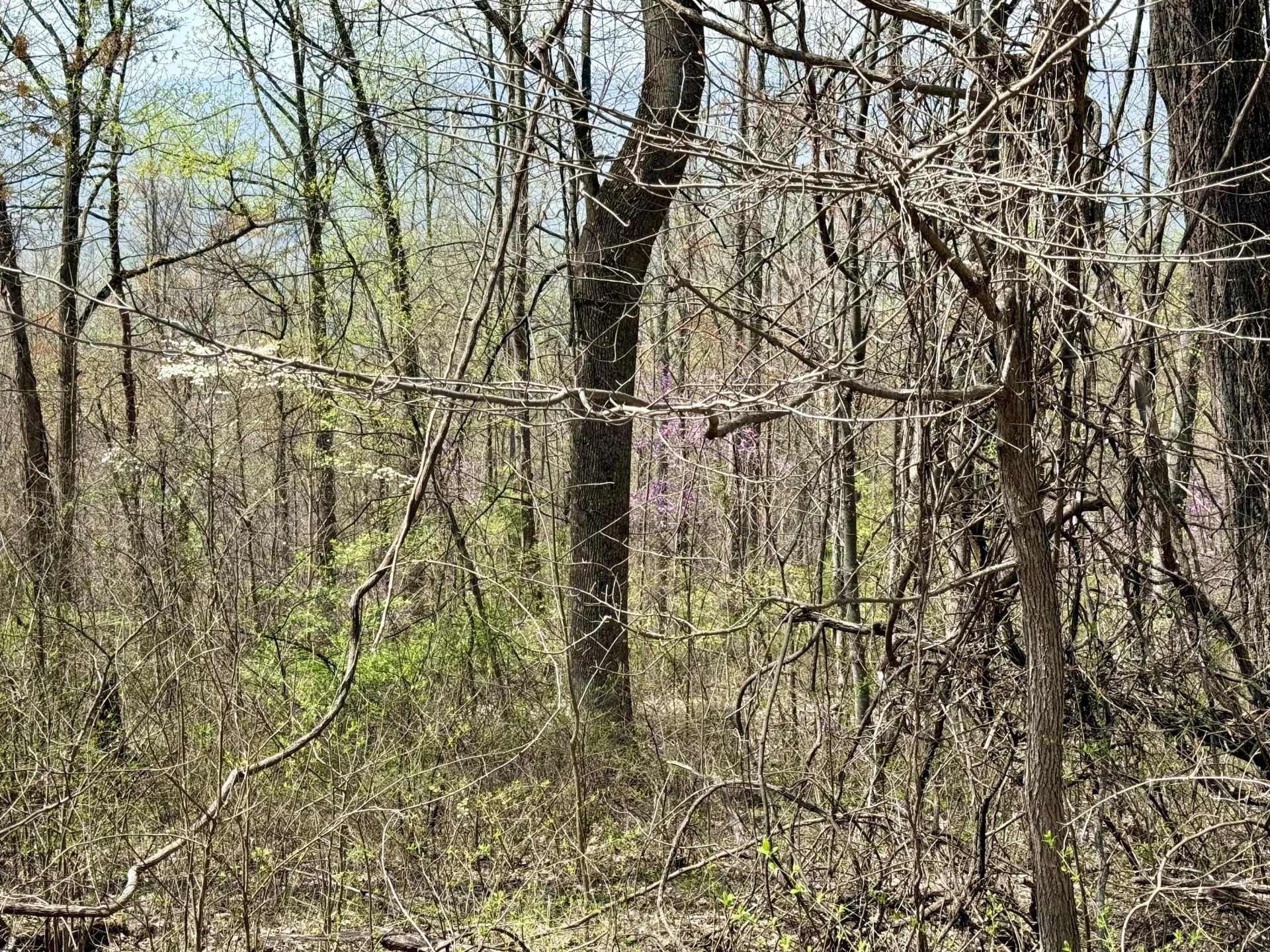Lot 1 & 2 Murray Hollow RD - Photo 7